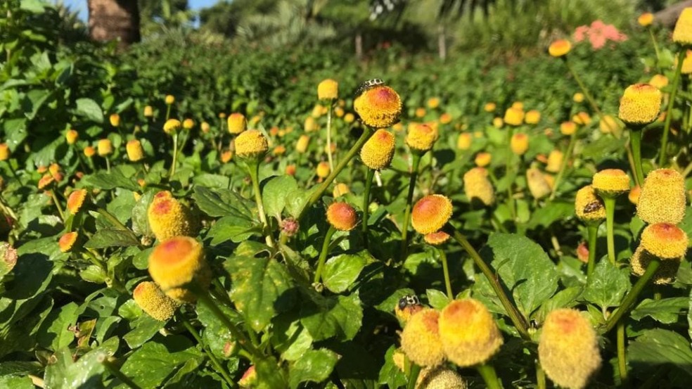 (Foto: Prefeitura de Jundiaí) (Foto: Prefeitura de Jundiaí)