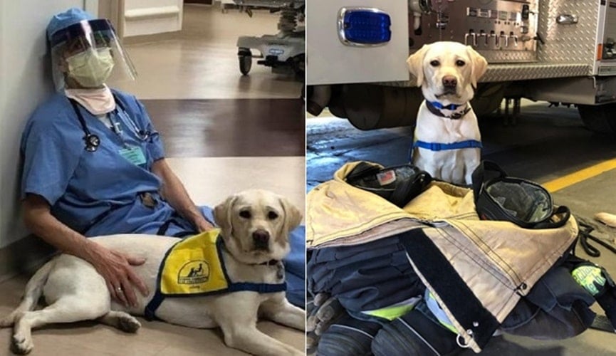 Foto de cão terapeuta