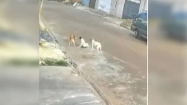 Cães se 'unem' para socorrer cachorro atropelado em SP