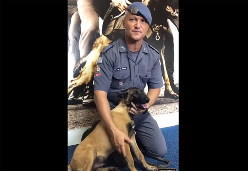 Votação cão Baep. (Foto: Reprodução)