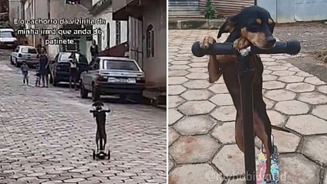 Bingo está de pé em cima do patinete (Foto: Reprodução TikTok/@myhobiwolrd)
