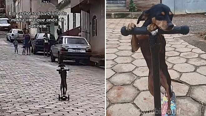 Bingo está de pé em cima do patinete (Foto: Reprodução TikTok/@myhobiwolrd)
Bingo está de pé em cima do patinete (Foto: Reprodução TikTok/@myhobiwolrd)