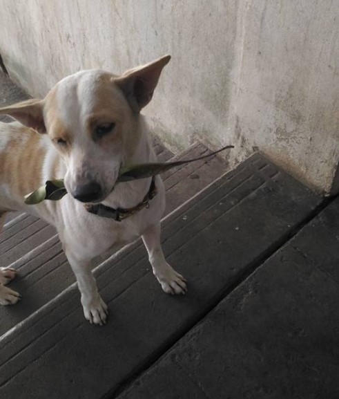 cao-de-rua-levava-presentes-para-mulher-2