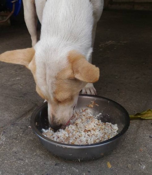 cao-de-rua-levava-presentes-para-mulher-3