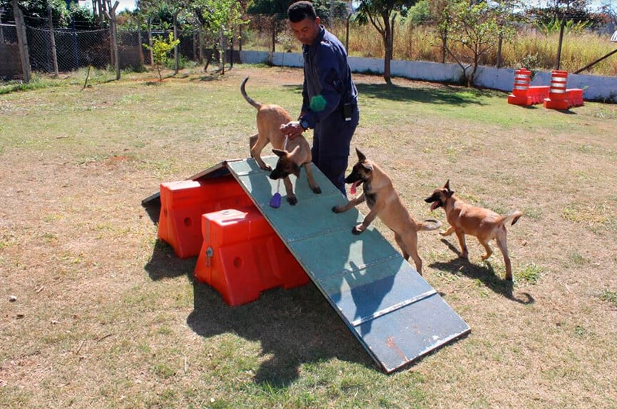 Filhotes chegam ao Canil da GM de Jundiaí. (Foto: Divulgação/GMJ)