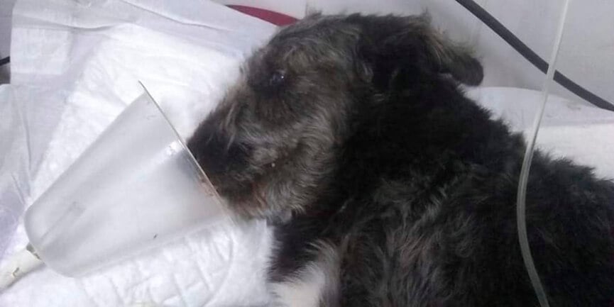 Cachorro herói. (Foto: Divulgação)