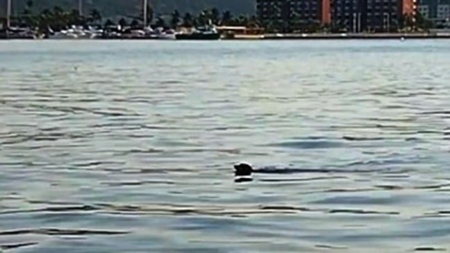 (Foto: Reprodução)