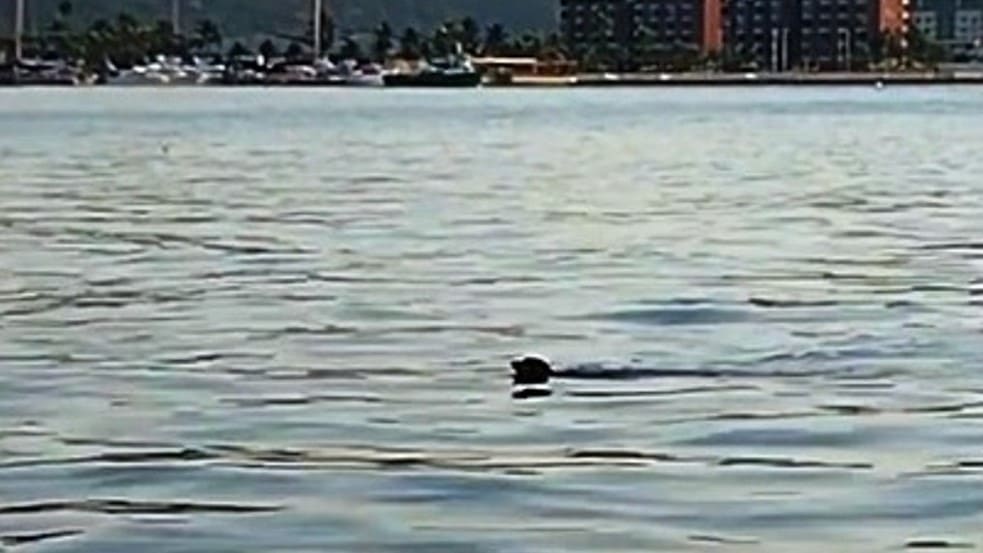 (Foto: Reprodução) (Foto: Reprodução)