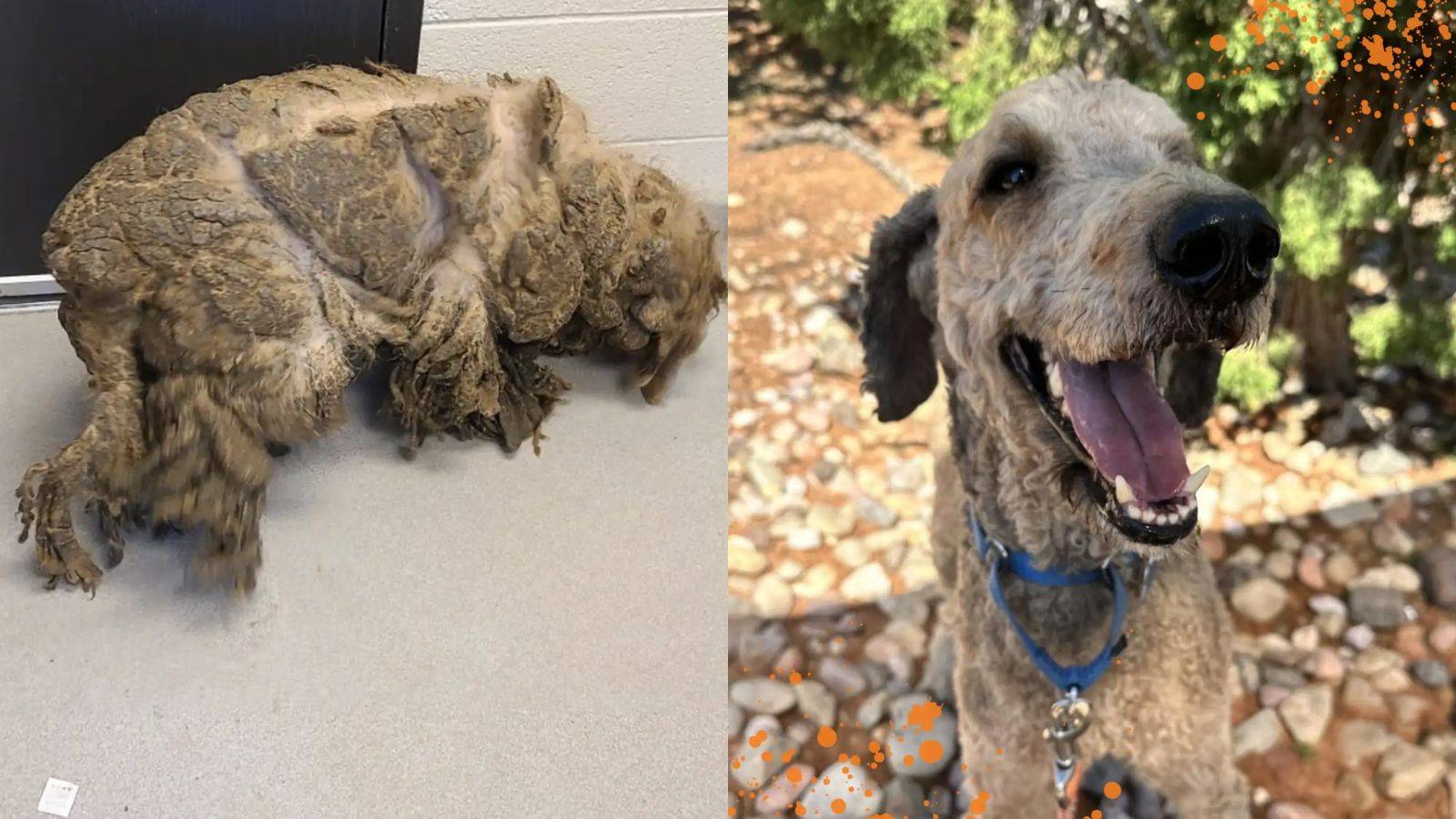 Crawfish: Antes e depois