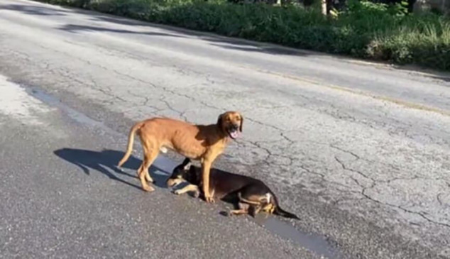 Cão atropelado. (Foto: Divulgação)