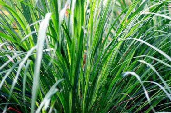 Qual a diferença entre capim-limão e capim-santo?