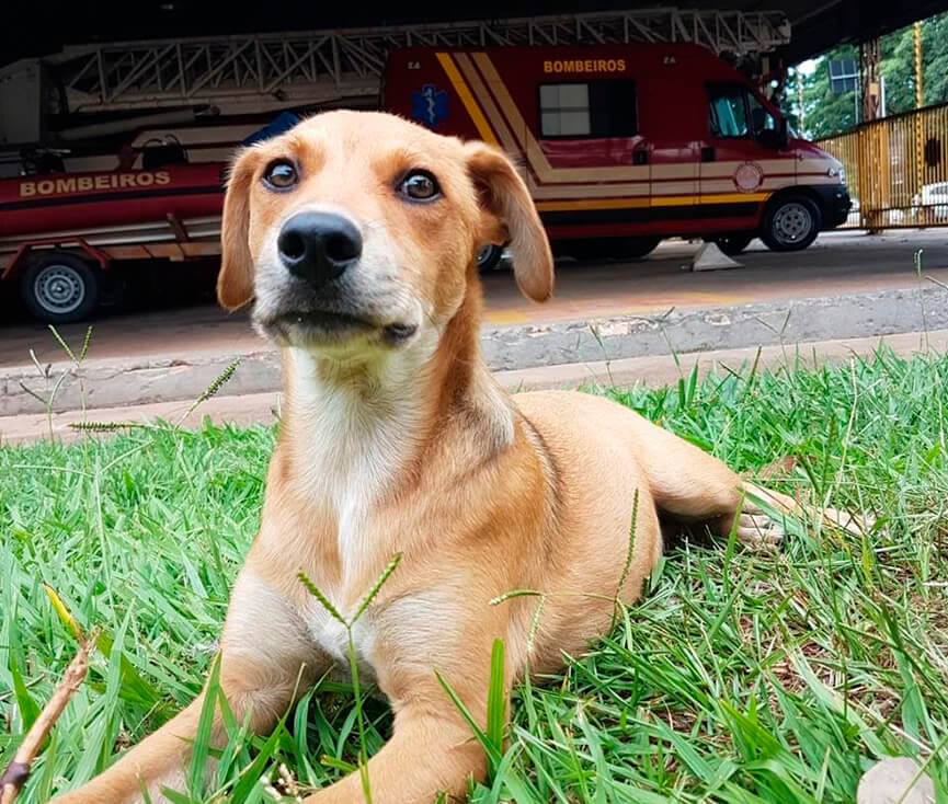 Caramelo adotado pelos Bombeiros. (Foto: Divulgação)