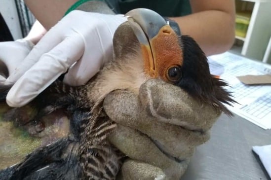 Mata Ciliar recebe carcará com suspeita de tiro de projétil