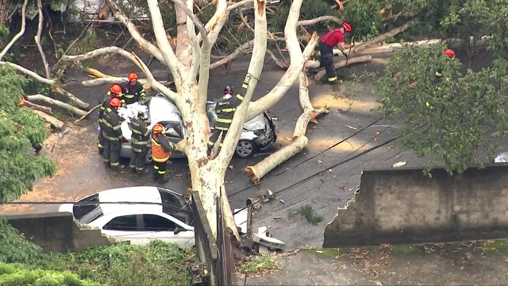 Árvore cai em carro durante chuva e motorista morre, em SP