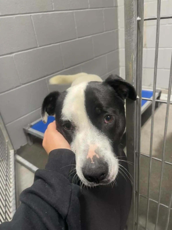 Pessoa acariciando um cachorro preto e branco em um canil.