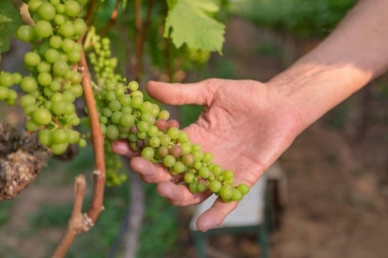 Foto: Prefeitura de Jundiaí