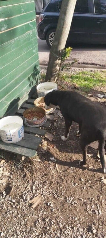 Cachorro comenda ração