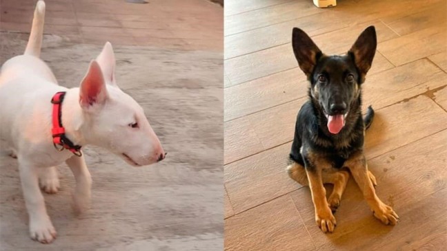 Mutirão de castração será neste final de semana em Campo Limpo Paulista