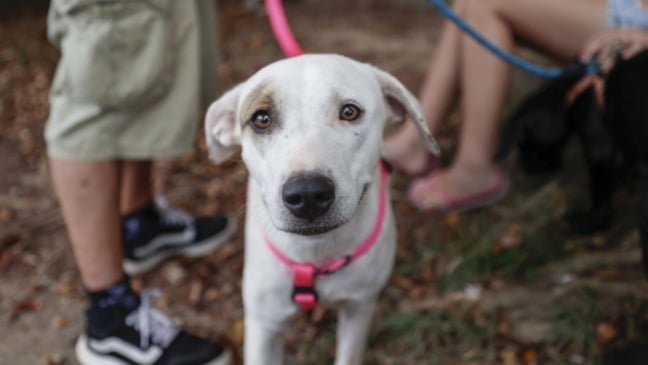 castracao debea jundiai