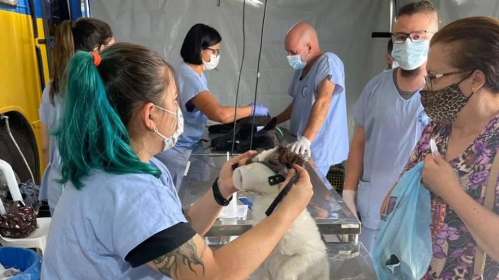 Castração em Campo Limpo Paulista