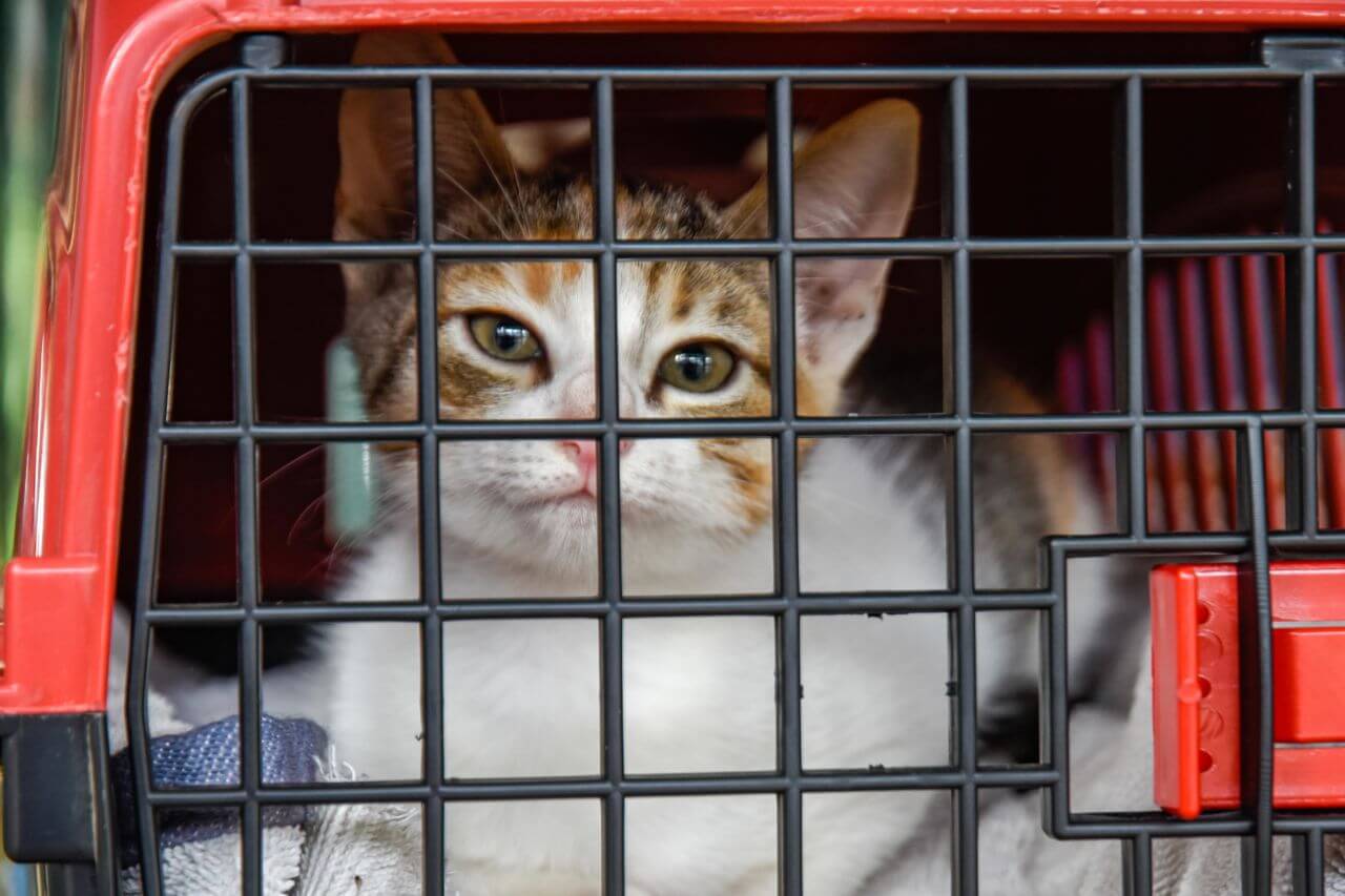 gatinho em casinha de transporte