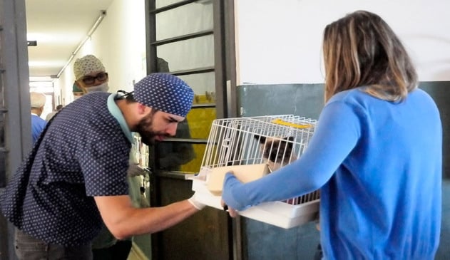 Castração de animais domésticos é regulamentada em Jundiaí. (Foto: Divulgação / PMJ)