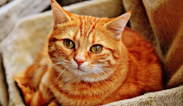 Gatos podem superar cães como animais de estimação no Brasil, diz estudo