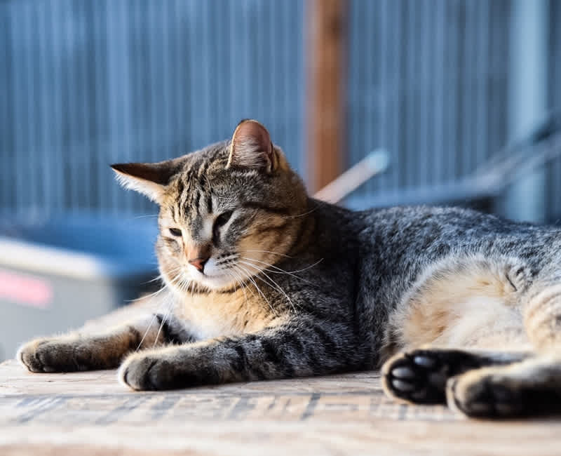 Foto: Facebook / Dutchess County SPCA
