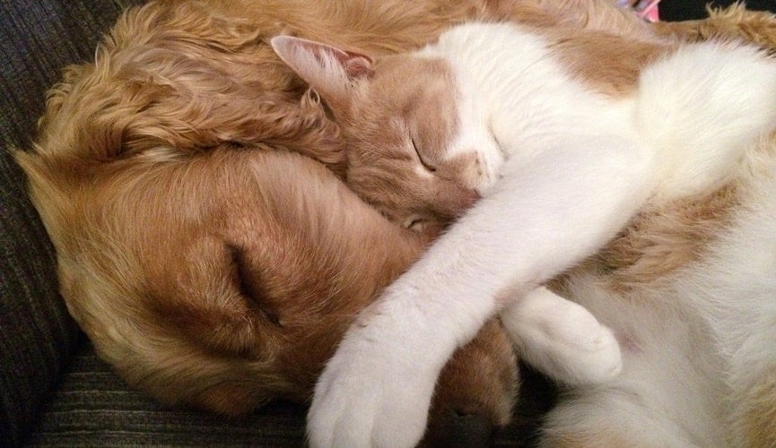 Foto de cão e gato