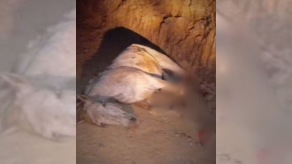 Cavalo caído no chão