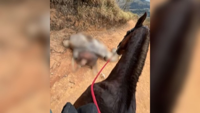 Cavalo morto em bananal.