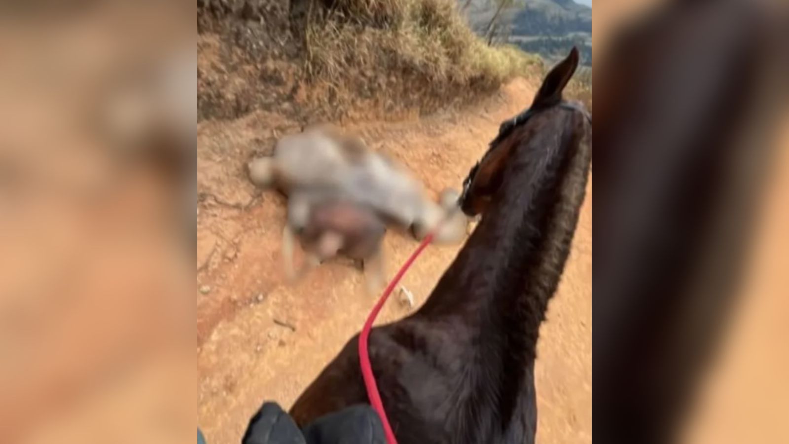 Cavalo morto em bananal.