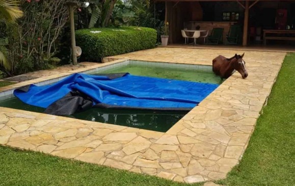 cavalo-caiu-na-piscina-compressed