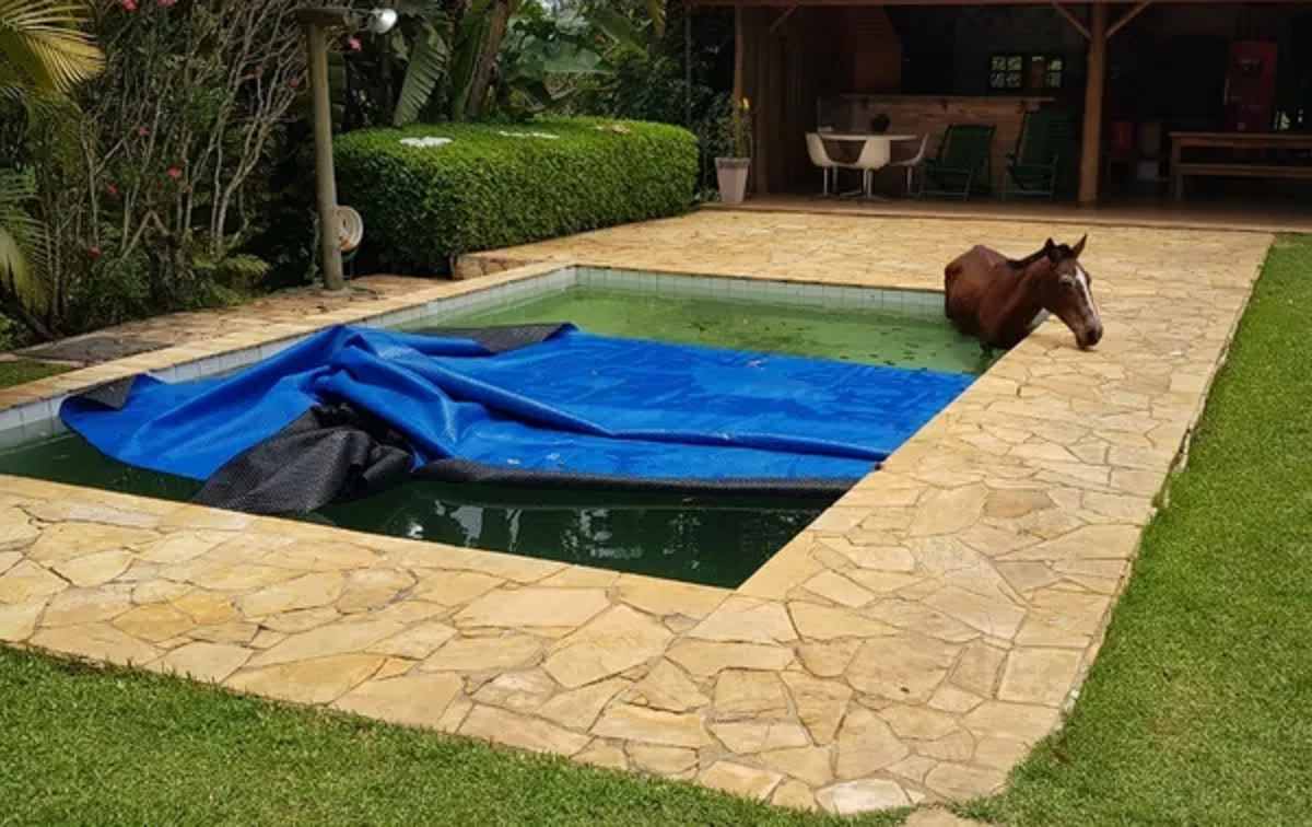 cavalo-caiu-na-piscina-compressed