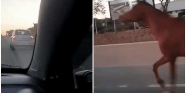 Carro arrastou cavalo pela rodovia Dom Gabriel, em Jundiaí