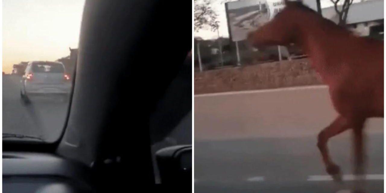 Carro arrastou cavalo pela rodovia Dom Gabriel, em Jundiaí