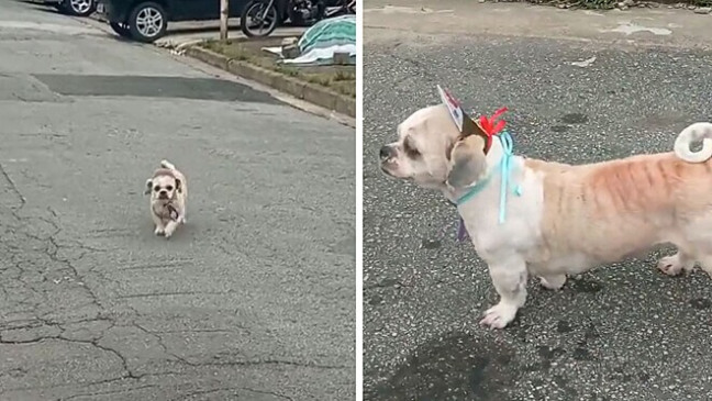 Cachorro volta sozinho de Pet Shop