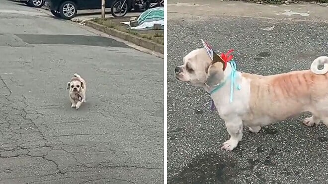 Cachorro volta sozinho de Pet Shop