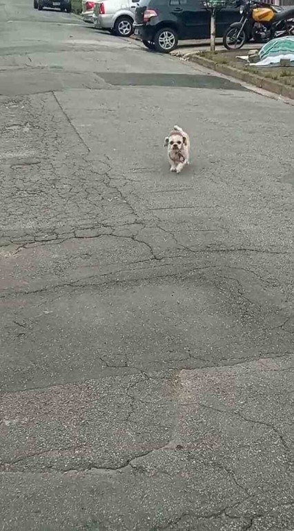 Cachorro volta de pet shop sozinho