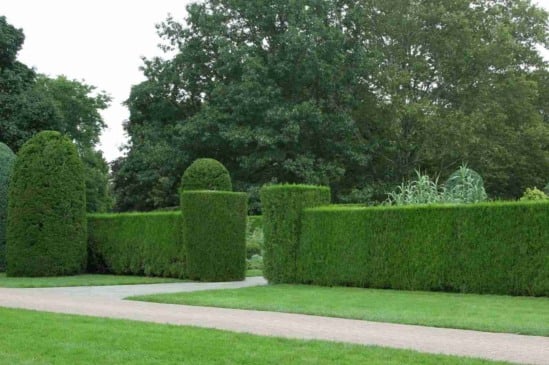 Cerca viva: 6 plantas para ganhar privacidade e deixar sua casa linda