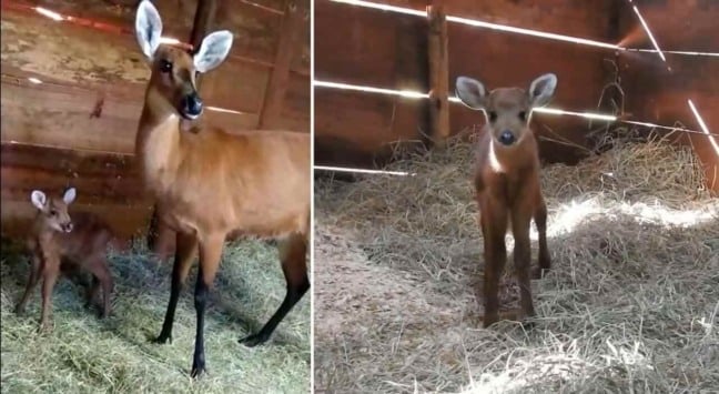 Cervo do pantanal do Zooparque de Itaiba