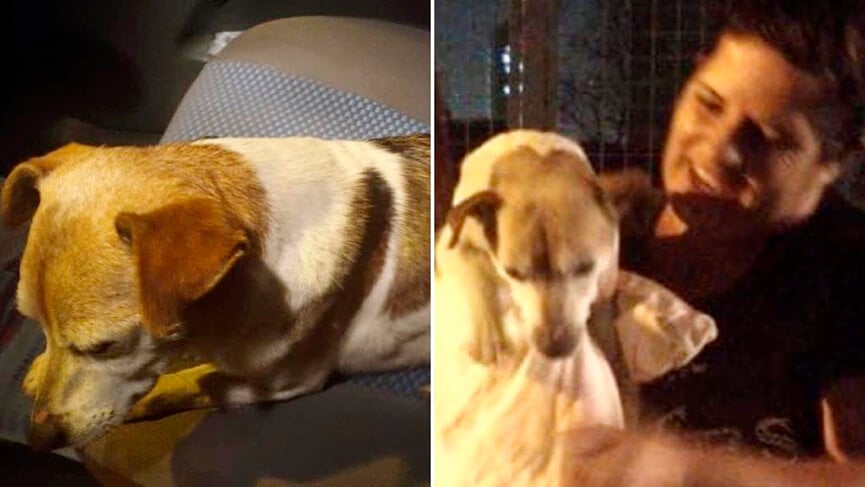 Cachorro Chico com a dona Adriana. (Foto: Divulgação)