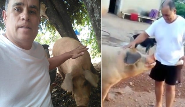 O porquinho é querido por toda vizinha e é considerado da família, segundo Marcos (Foto: Arquivo Pessoal)