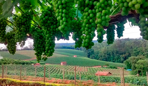 Projeto do Sebrae para o Circuito das Frutas busca fortalecer e capacitar o mercado turístico
