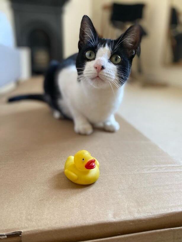 Gato com pato de borracha