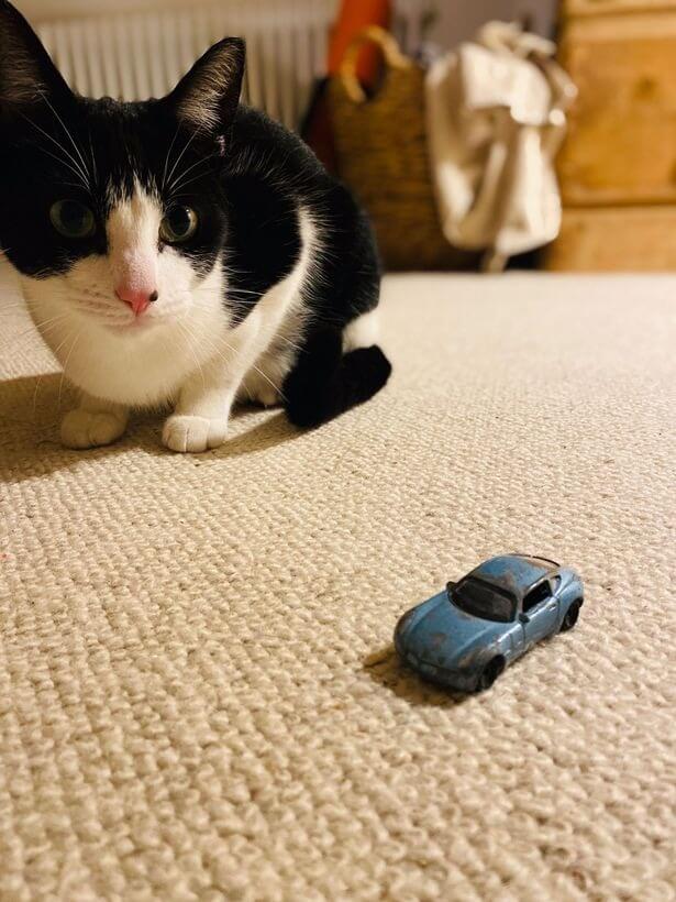 Gato com carrinho de brinquedo