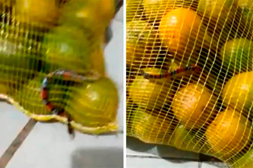 Cobra coral encontrada em saco de laranja. (Foto: Divulgação)