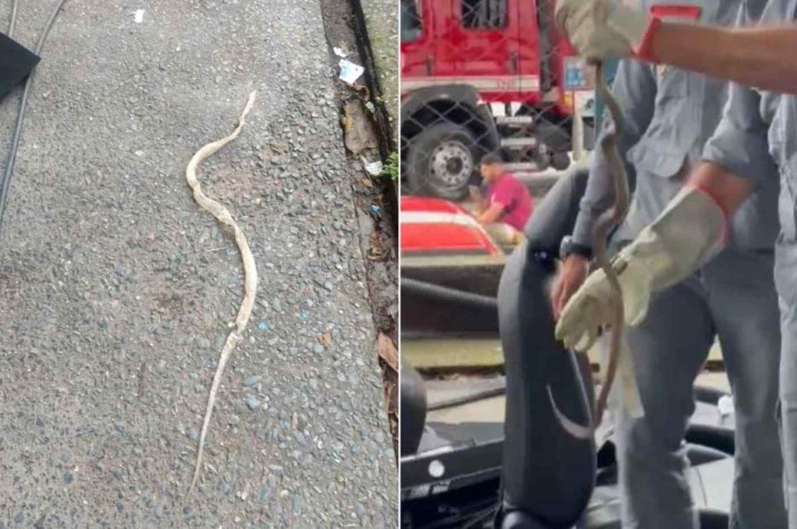 Cobra em painel de carro surpreende funcionários de lava rápido em Campo Limpo Paulista. Foto: Arquivo Pessoal