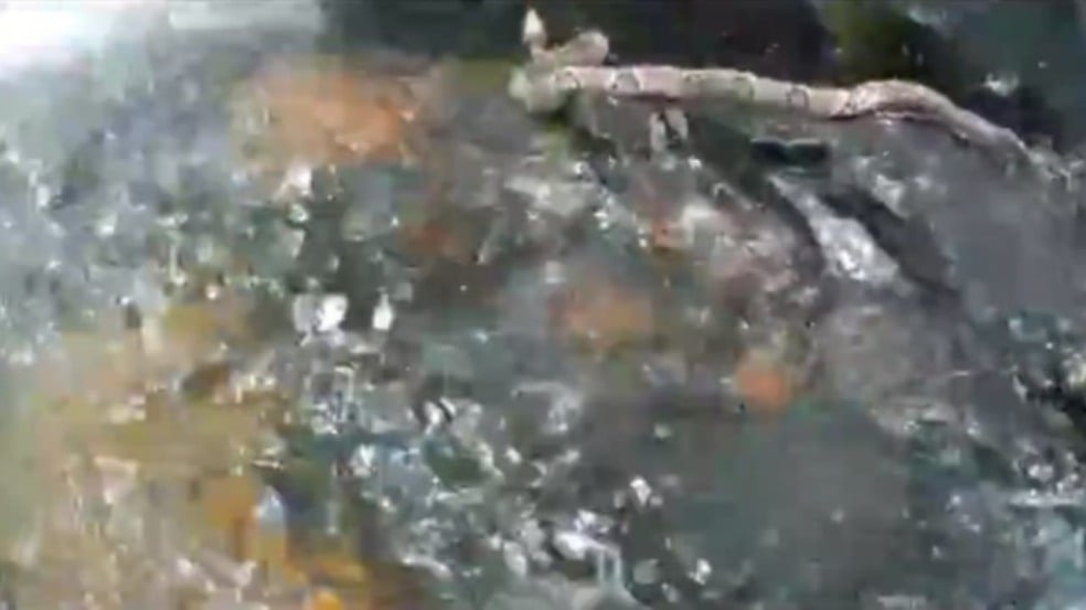 Cobra que picou médica em MT é filmada por funcionário do parque