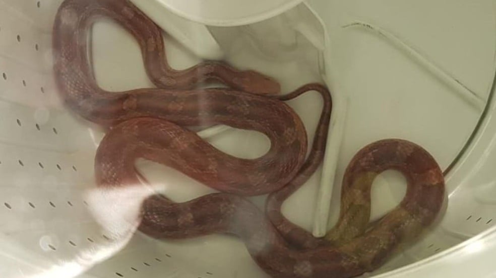 Foto: Corpo de Bombeiros/Divulgação